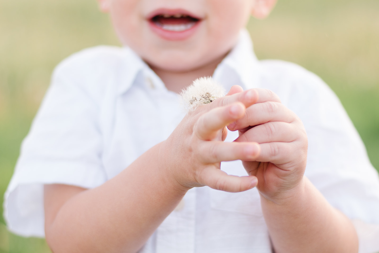 tiny baby hands detailed photography. baby holding dandelion flower.